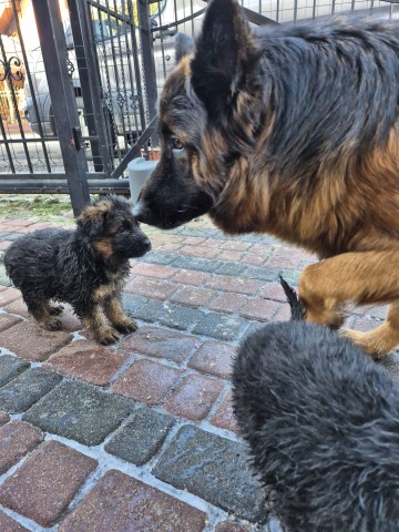 Sprzedam owczarki niemieckie