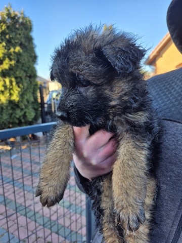 Sprzedam owczarki niemieckie