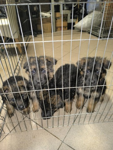 Sprzedam owczarki niemieckie