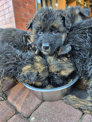 Sprzedam owczarki niemieckie