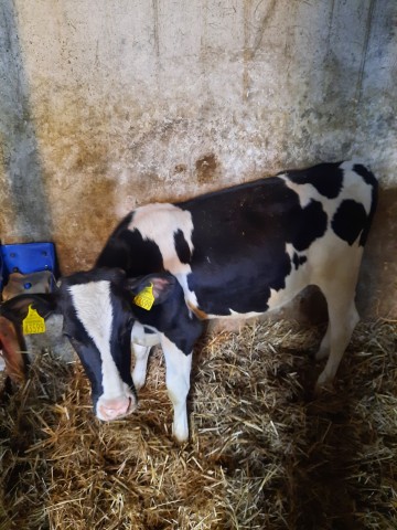 Sprzedam jał&oacute;wke