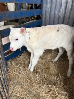 SPRZEDAM CIELAKI RAS MIESZANYCH I MIĘSNYCH