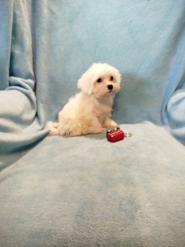 Maltańczyk piesek 1500 zł.