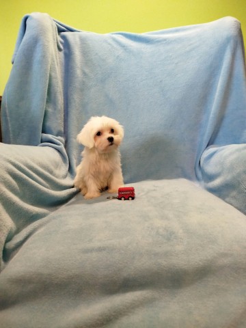 Maltańczyk piesek 1500 zł.