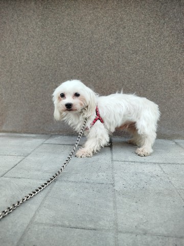 Maltańczyk suczka 1 zł.