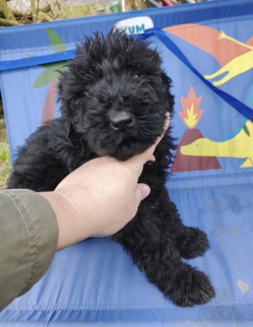 Do sprzedania suczka terier rosyjski czarny