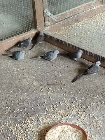 Sprzedam gołąbki diamentowe