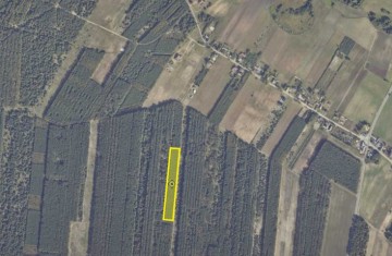 Na sprzedaż grunt rolny zadrzewiony sosną - Obory, gm. Wierz ...