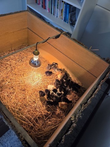 Sprzedam Kurczaki, pisklaki