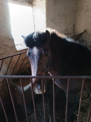 Sprzedam kuca-ogiera