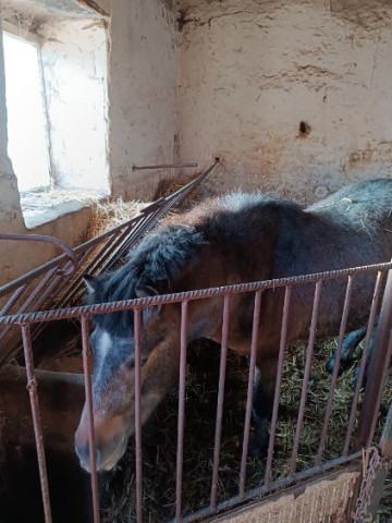 Sprzedam kuca-ogiera