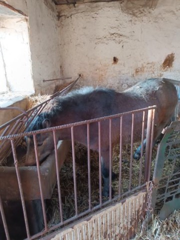 Sprzedam kuca-ogiera