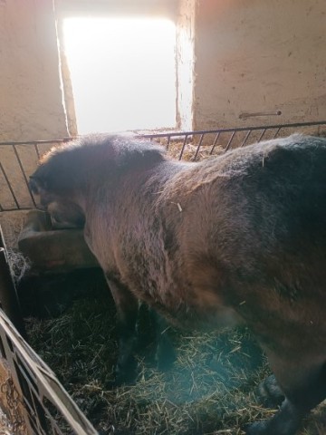 Sprzedam kuca-ogiera