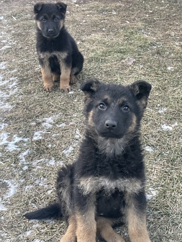 Suczki owczarka niemieckiego