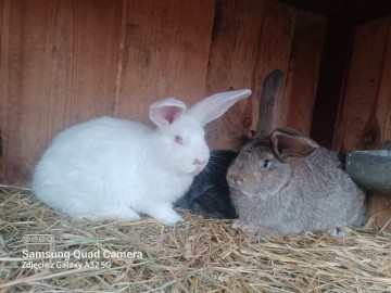 Sprzedam kr&oacute;liki