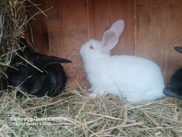 Sprzedam kr&oacute;liki