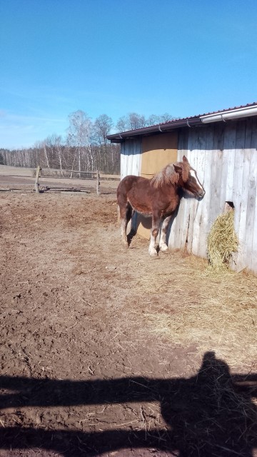 Sprzedam ogierka zimnokwistego