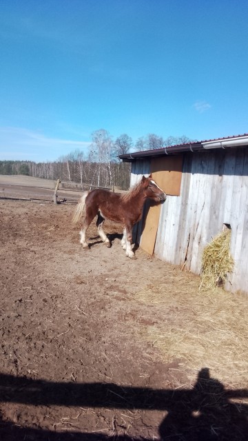 Sprzedam ogierka zimnokwistego