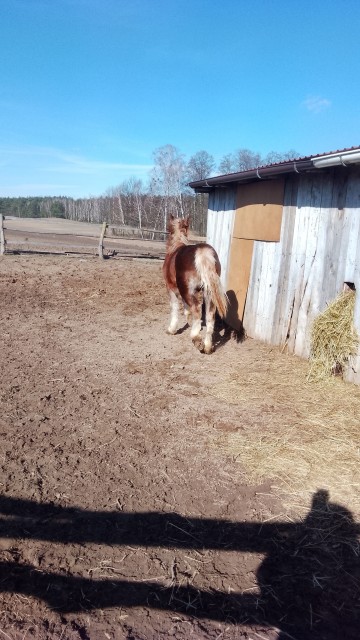 Sprzedam ogierka zimnokwistego