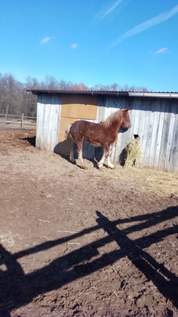Sprzedam ogierka zimnokwistego