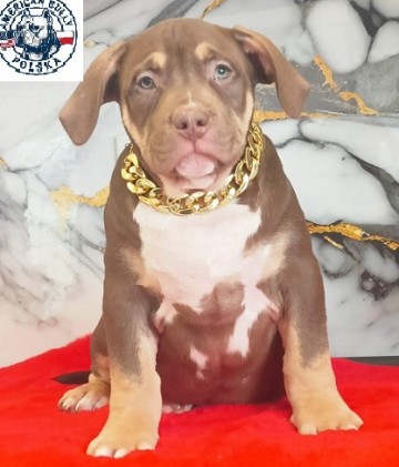 american bully szczeniaki juz do odbioru