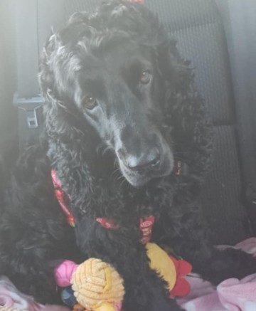 Cocker Spaniel Angielski