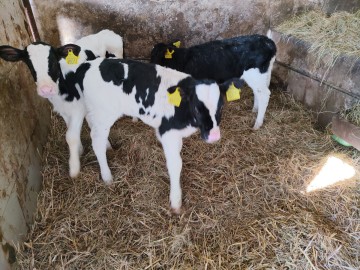 Polska jałoszka 3 sztuki