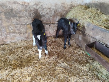 Polska jałoszka 2 sztuki