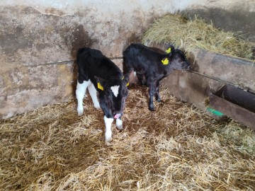 Polska jałoszka 2 sztuki