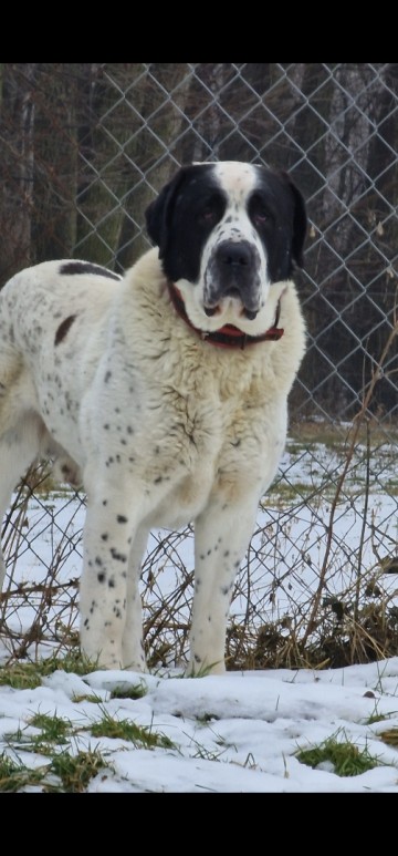 Owczarek środkowoazjatycki pies