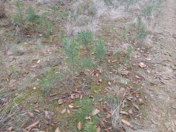 Sadzonki Sosny Akacji wielkosci 30-50cm