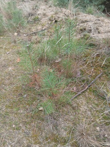 Sadzonki Sosny Akacji wielkosci 30-50cm