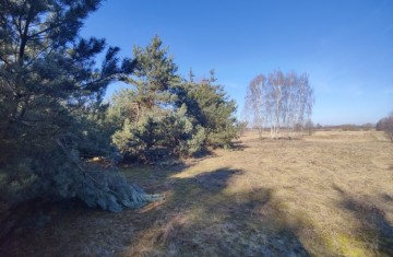 Na sprzedaż duża działka w sąsiedztwie lasu i łąk