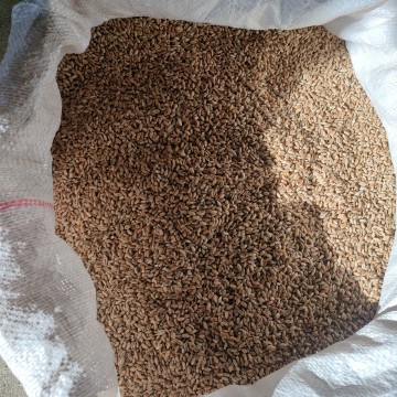 Pszenica jara do siewu