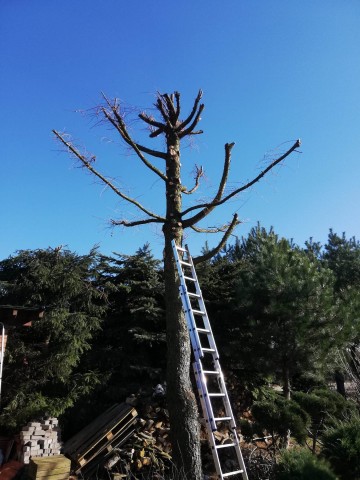 605 767 264 - Cięcie, wycinka i przycinanie drzew i krzewów