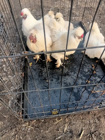 Kury i koguty silki para