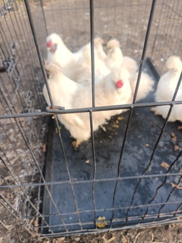 Kury i koguty silki para