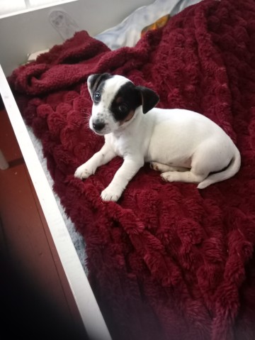 Szczeniak jack Russell terrier