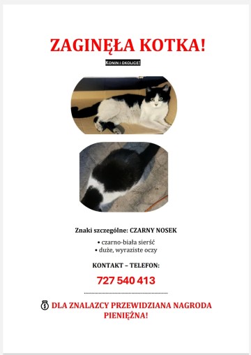 Zaginęła kotka! Konin i okolice! Dla znalazcy nagroda!