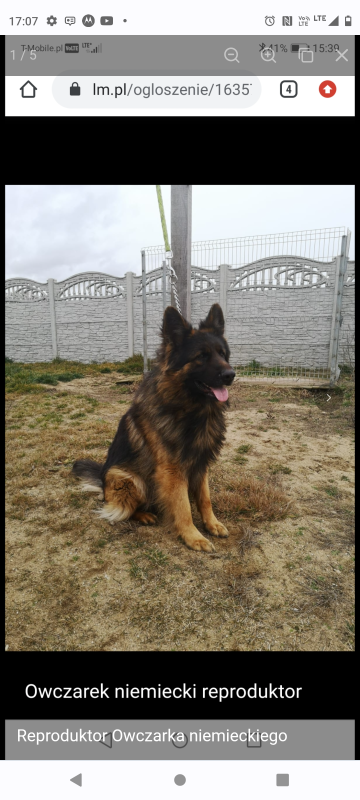 Reproduktor Owczarek Niemiecki długowłosy