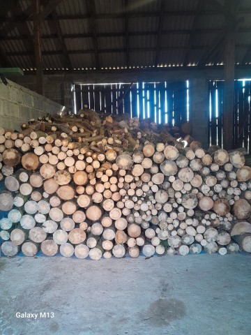 Sosna opałowa / pocięta