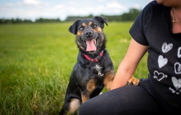 Gucio - młody, niekonfliktowy, wychowany psiak