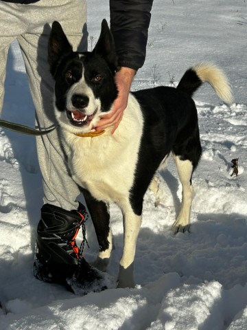 Pako - przyjazny, wesoły, proludzki karelczyk mix