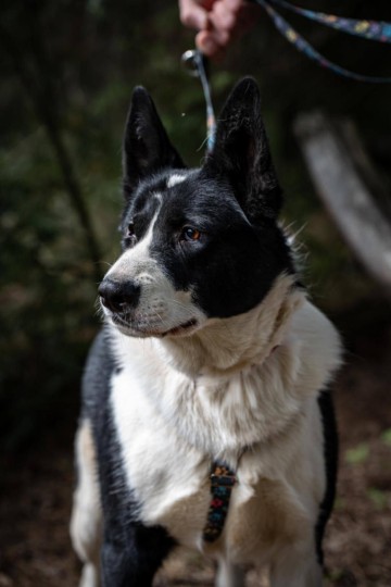 Pako - przyjazny, wesoły, proludzki karelczyk mix