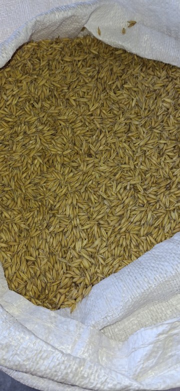 Sprzedam owies do siewu  młynkowany poker