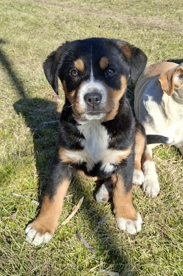 Szczeniak typu berneńskiego / mieszana suczka