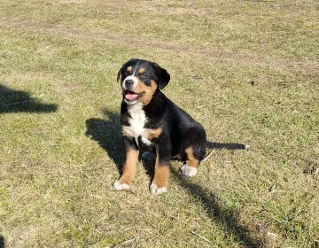Szczeniak typu berneńskiego / mieszana suczka