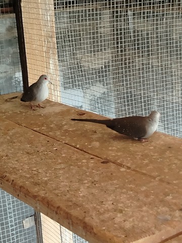 Sprzedam gołąbki diamentowe lub zamienię