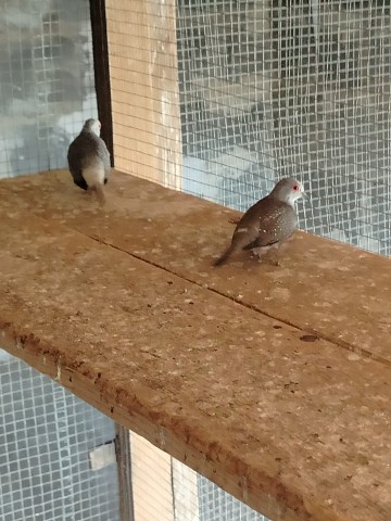 Sprzedam gołąbki diamentowe lub zamienię