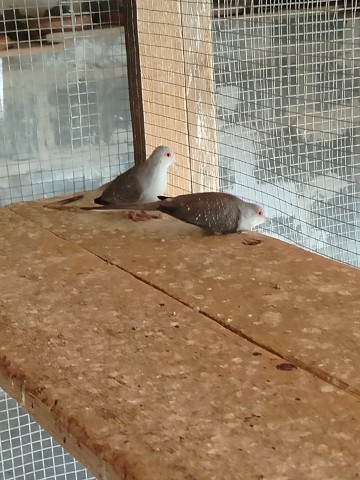 Sprzedam gołąbki diamentowe lub zamienię